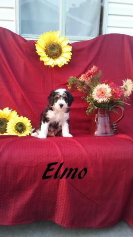 Elmo-Mini Bernedoodle-front view