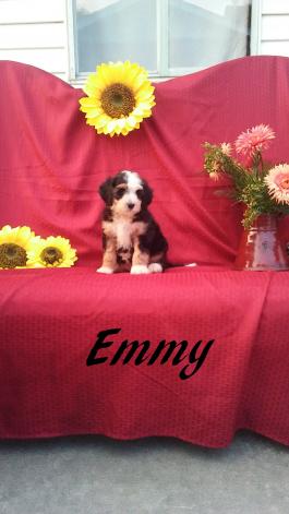 Emmy-Mini Bernedoodle-front view