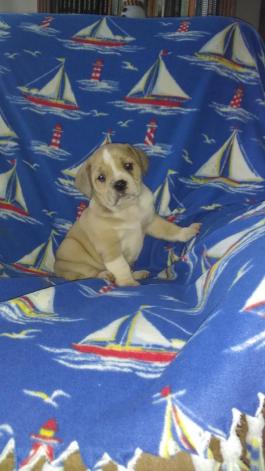 BeaBull Puppies for Sale