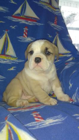 BeaBull Puppies for Sale