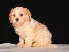Lily - A Cavachon Puppy for sale in Wooster, OH