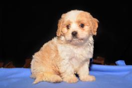 Pete - A Cavachon Puppy for sale in Wooster, OH