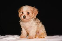 Ross - A Cavachon Puppy for sale in Wooster, OH