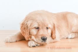 Fifi- GOLDEN RETRIEVER FOR SALE IN BALTIC, OH