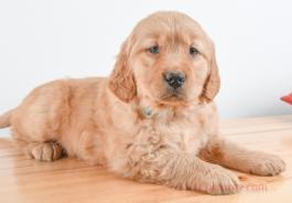 FLOSSIE - GOLDEN RETRIEVER FOR SALE IN BALTIC, OH