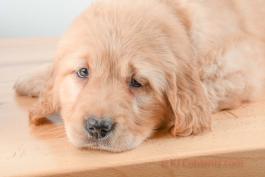 FLOWER - GOLDEN RETRIEVER FOR SALE IN BALTIC, OH