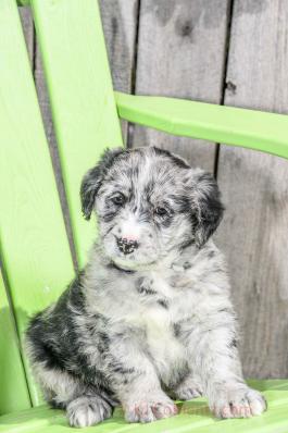 Rocky - Blue Merle Mini Labradoodle for sale in Apple Creek, OH
