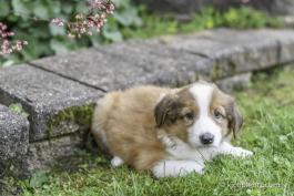 Deano - A English Shepherd Puppy for sale in Baltic, OH