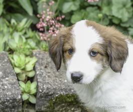 Gary - A English Shepherd Puppy for sale in Baltic, OH
