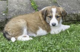 Gina - A English Shepherd Puppy for sale in Baltic, OH
