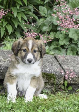 Greg - English Shepherd Puppy for sale in Baltic, OH