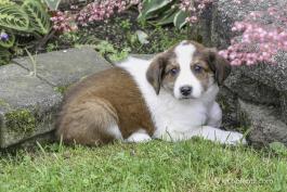 Kristy - A English Shepherd Puppy for sale in Baltic, OH