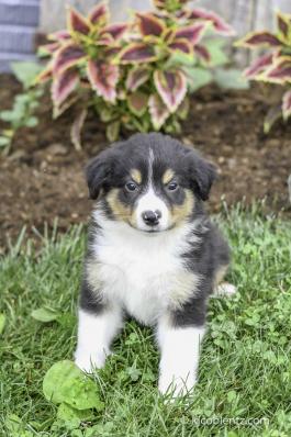 Pepper - A Australian Shepherd Puppy for sale in Millersburg, OH