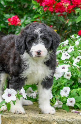 Lacy - Aussiedoodle for sale in Millersburg, OH