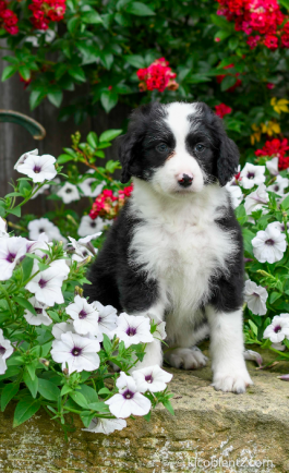 Tracy - Aussiedoodle for sale in Millersburg, OH