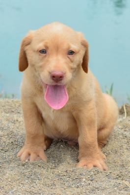 A-Jay - Labrador Retriever for Sale in Baltic OH