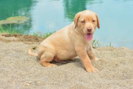 Samson - Labrador Retriever for Sale in Baltic OH