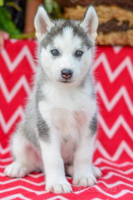 ROCKET Siberian Husky AKC puppy for sale in Holmesville, OH
