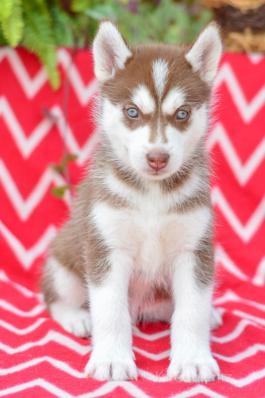Rusty Siberian Husky AKC puppy for sale in Holmesville, OH