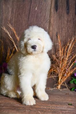 BOB WHITE - SHEEPADOODLE FOR SALE IN FRESNO, OH