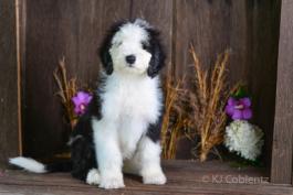 ROCKY - SHEEPADOODLE FOR SALE IN FRESNO, OH