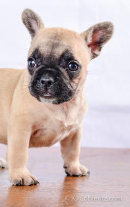 Lena -Stunning French Bulldog puppy for sale in OH