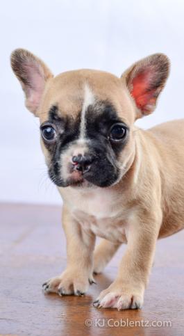 Lulu -Stunning French Bulldog puppy for sale in OH