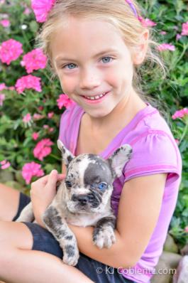 Snickers - Stunning Blue Merle French Bulldog puppy for sale in OH