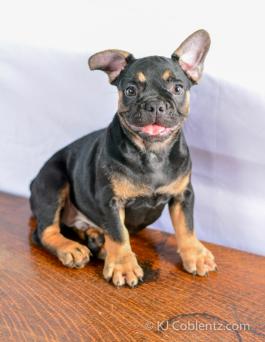 Tucker -Stunning French Bulldog for sale in OH