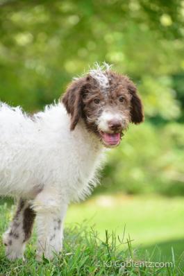 CALVIN - F1B LABRADOODLE PUPPY FOR SALE IN FRESNO, OH