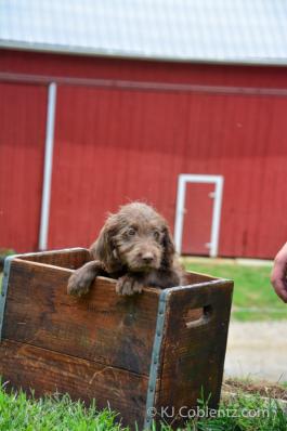 Cici - Adorable Labradoodle puppy for sale in Fresno, OH