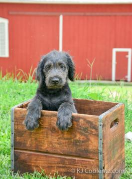 Dakota - Adorable Labradoodle puppy for sale in Fresno, OH
