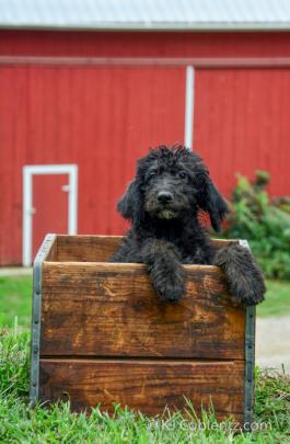 NICHOLAS - F1B LABRADOODLE PUPPY FOR SALE IN FRESNO, OH