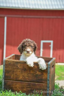 RUTHIE - F1B LABRADOODLE FOR SALE IN FRESNO, OH