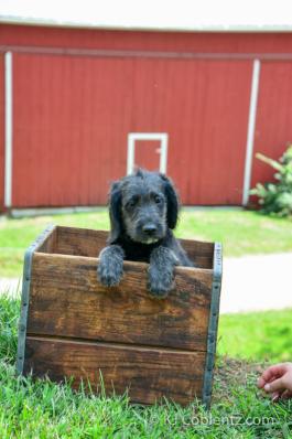 Traci - Adorable Labradoodle puppy for sale in Fresno, OH