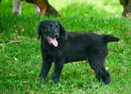 Shadow - Adorable Labradoodle puppy for sale in Fresno, OH
