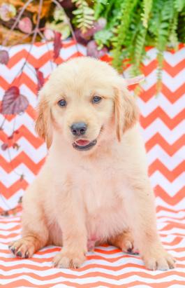 Prince - Golden Retriever Puppy for Sale in Holmesville, OH