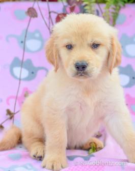 ROVER - Golden Retriever Puppy for sale in Holmesville, OH