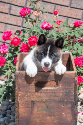 Bo - Akita Puppy for sale in Fresno, OH