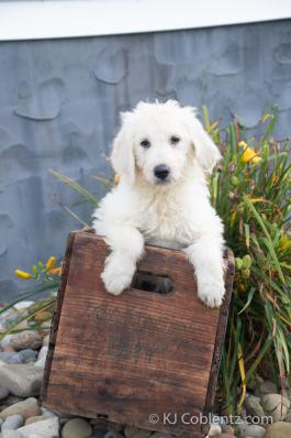 Shirley - Labradoodle puppy for sale in Baltic, OH