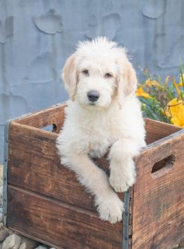 Wally - Labradoodle puppy for sale in Baltic, OH