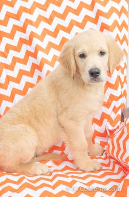 Milo - Golden Retreiver Puppy for sale in OH