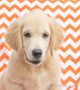 Oscar - Golden Retriver Puppy for sale in OH