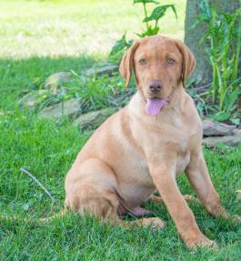 Lebron - A Beautiful Red Fox Labrador Retriever puppy for sale in Baltic, OH