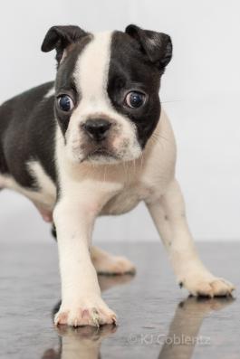 Prince - Adorable Boston Terrier Puppy for sale in Fredericksburg, OH
