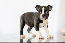 Tyron - Adorable Boston Terrier Puppy for sale in Fredericksburg, OH