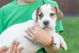 Carly - Adorable Beabull puppy for sale in Wilmot, OH
