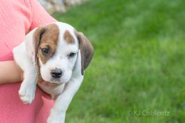 Charles - Adorable Beabull puppy for sale in Wilmot, OH