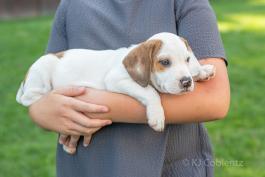 Dallas - Adorable Beabull puppy for sale in Wilmot, OH
