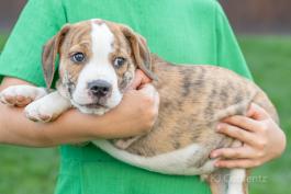 Donald - Adorable Beabull puppy for sale in Wilmot, OH